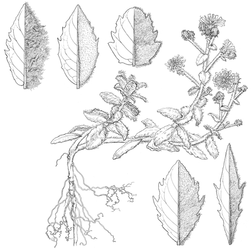 Hieracium eriophorum